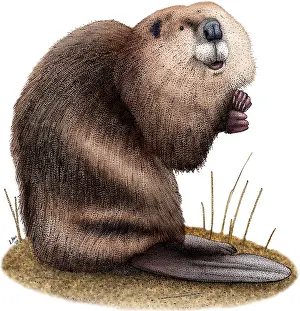 Canadensis Prints: American Beaver