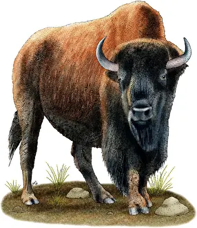 Plain Prints: American Bison