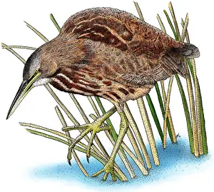 Shorebird Prints: American Bittern