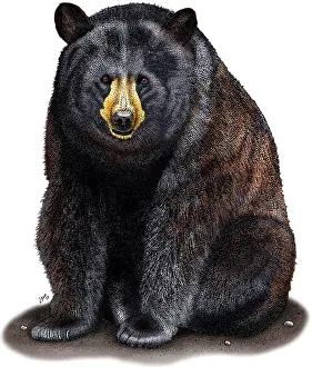 Bear Prints: American Black Bear