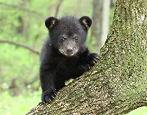 Immature Prints: American Black Bear Cub