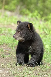 Immature Prints: American Black Bear Cub