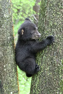 Immature Prints: American Black Bear Cub