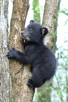 Immature Prints: American Black Bear Cub