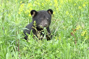 Immature Prints: American Black Bear Cub
