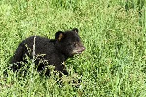 Immature Prints: American Black Bear Cub