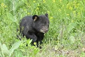 Immature Prints: American Black Bear Cub