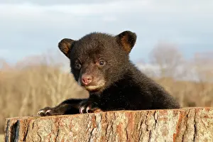 Many Science & Medical Prints: American Black Bear Cub
