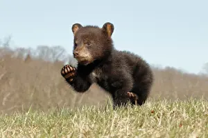 Immature Prints: American Black Bear Cub Running