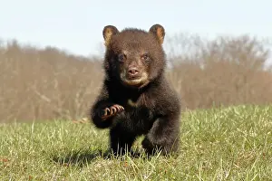 Immature Prints: American Black Bear Cub Running
