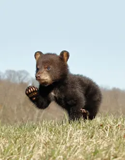 Immature Prints: American Black Bear Cub Running