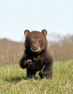 Immature Prints: American Black Bear Cub Running