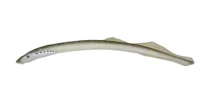 Lamprey Prints: American Brook Lamprey