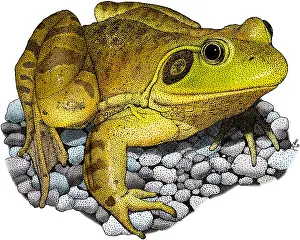 Bulls Prints: American Bullfrog