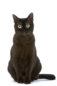 Studio Prints: American Burmese Cat
