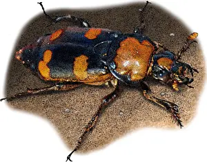 Beetle Prints: American Burying Beetle, Illustration