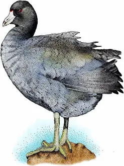 Marsh Prints: American coot