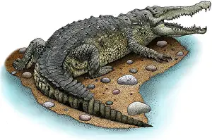Crocodile Prints: American Crocodile