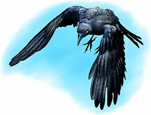 Flight Prints: American crow