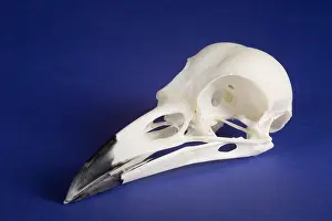 Bone Prints: American Crow Skull