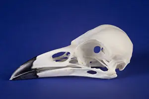 Nature, History, Science Prints: American Crow Skull
