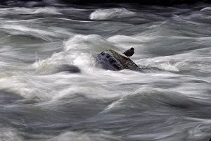 Waters Prints: American Dipper, Water Ouzel, Semi-aquatic Songbird, Wyoming, on a River Rock