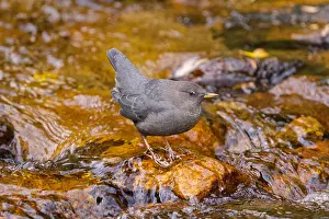 Fauna Prints: American Dipper, Water Ouzel, Semi-aquatic Songbird, Colorado