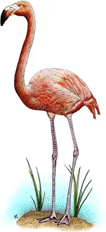 Wading Prints: American Flamingo
