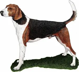 Virginia Prints: American Foxhound