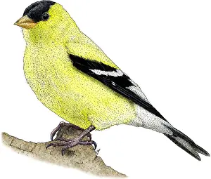 Passerine Prints: American Goldfinch