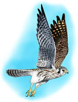 Flying Prints: American Kestrel in flight