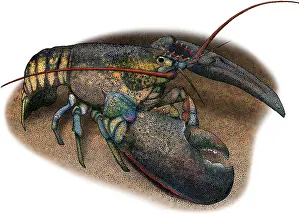 Arthropod Prints: American Lobster