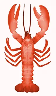 Creature Prints: American Lobster, X-ray