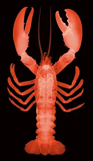 Creature Prints: American Lobster, X-ray