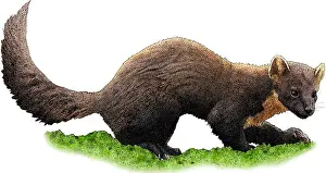Pine Prints: American Marten, M. americana, Illustration