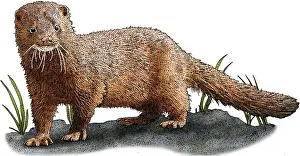 Images Dated 23rd January 2018: American Mink