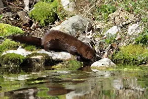 Drinks Prints: American Mink near pond