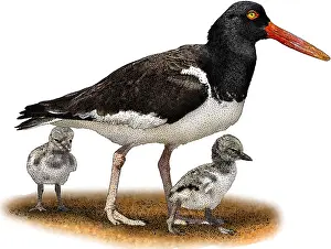 Shorebird Prints: American oystercatcher