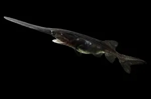 Primitive Prints: American Paddlefish