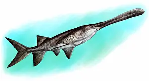 Paddle Prints: American paddlefish