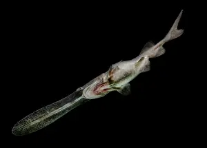 Primitive Prints: American Paddlefish
