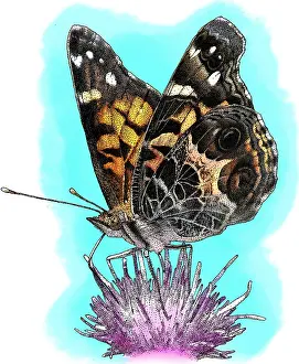 Painted Prints: American Painted Lady, Illustration