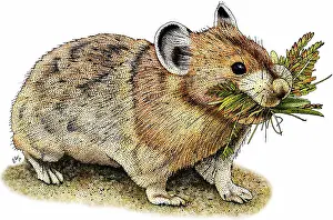 Grass Prints: American pika