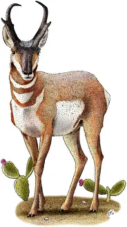Americana Prints: American Pronghorn