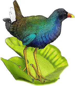 Paintings Prints: American Purple Gallinule