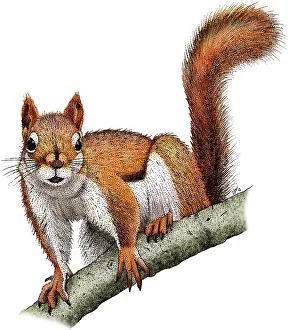 Rodentia Prints: American Red Squirrel