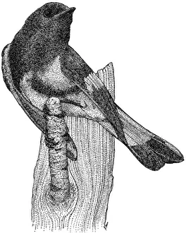 Passerine Prints: American Redstart