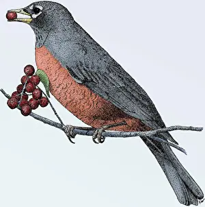 Robin Prints: American Robin