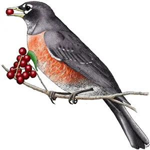 Feed Prints: American Robin