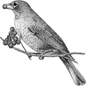 Robin Prints: American Robin